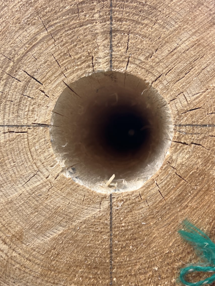 Stamm mit Loch eines Teuchelbohrers